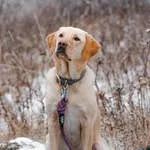 Purple All-Terrain Leash